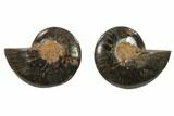 Cut/Polished Ammonite Fossil - Unusual Black Color #132571-1